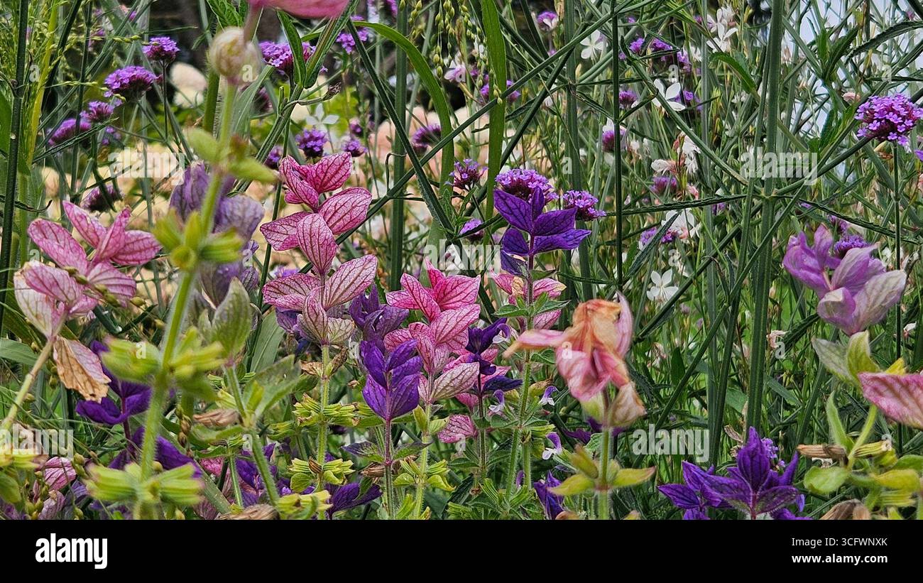 Painted Clary Sage (Salvia viridis) in Wildflower Meadow - Smartphone Captured Stock Image