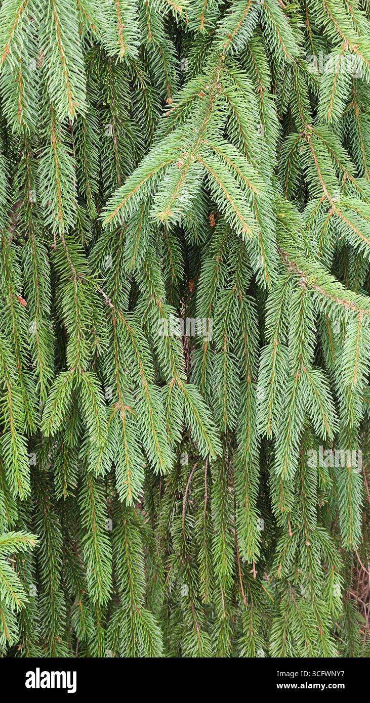 Christmas spruce tree branches close-up, natural green fir background - Smartphone Captured Stock Image
