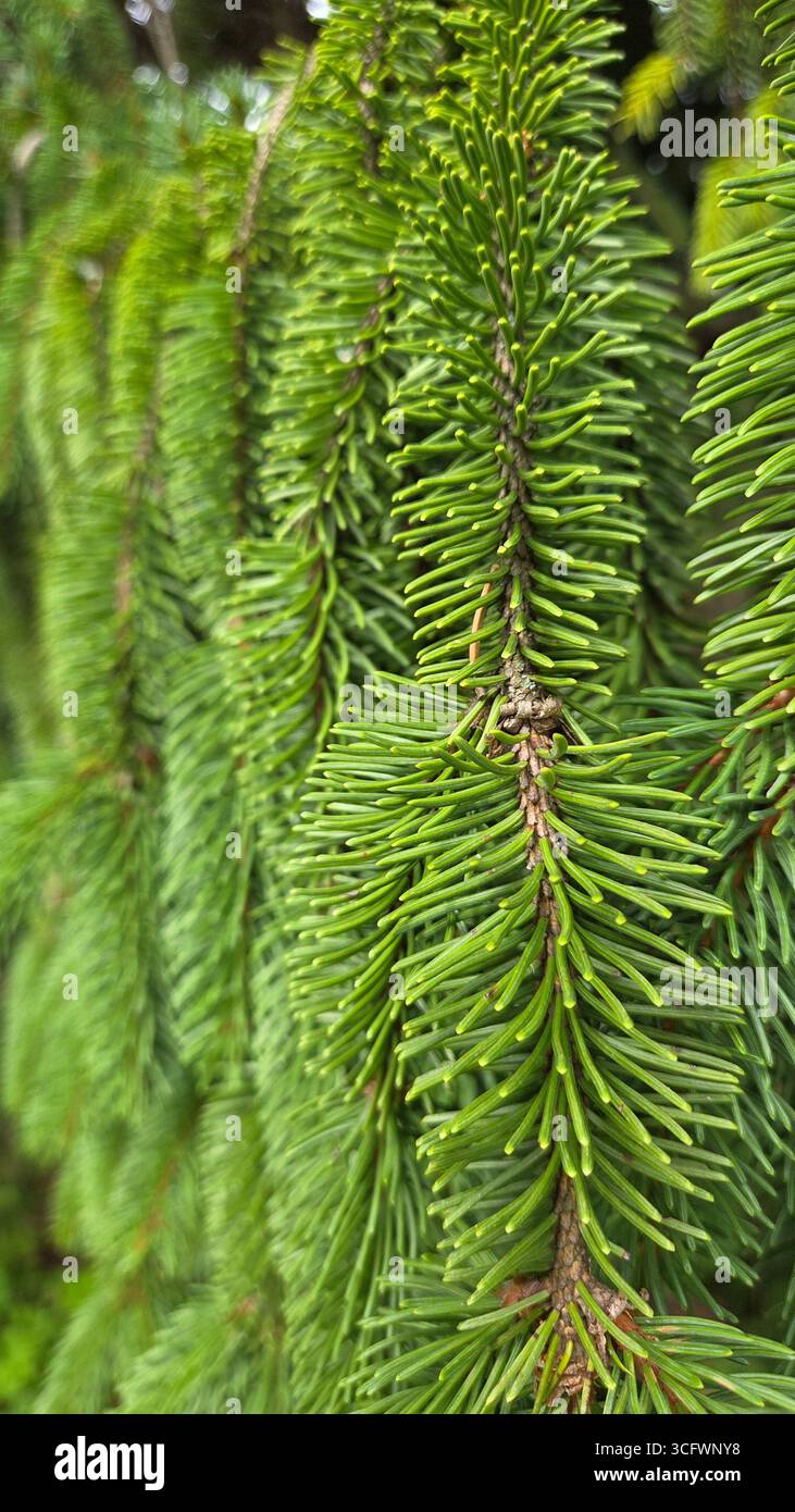 Christmas spruce tree branches close-up, natural green fir background - Smartphone Captured Stock Image