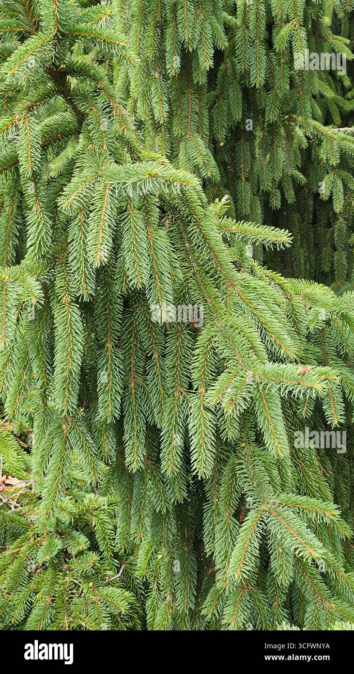 Spruce tree branches with green needles in forest - Smartphone Captured Stock Image