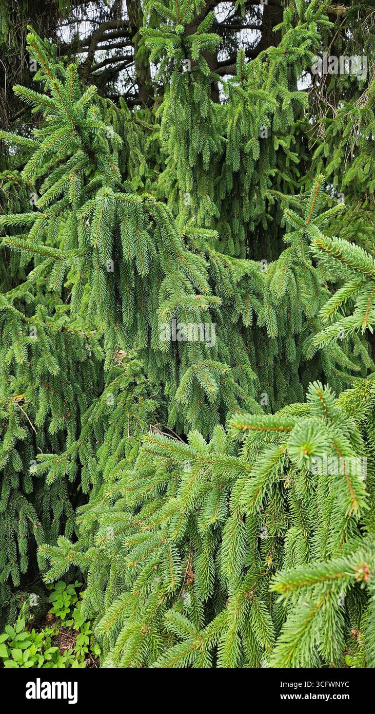 Christmas spruce tree branches close-up, natural green fir background - Smartphone Captured Stock Image