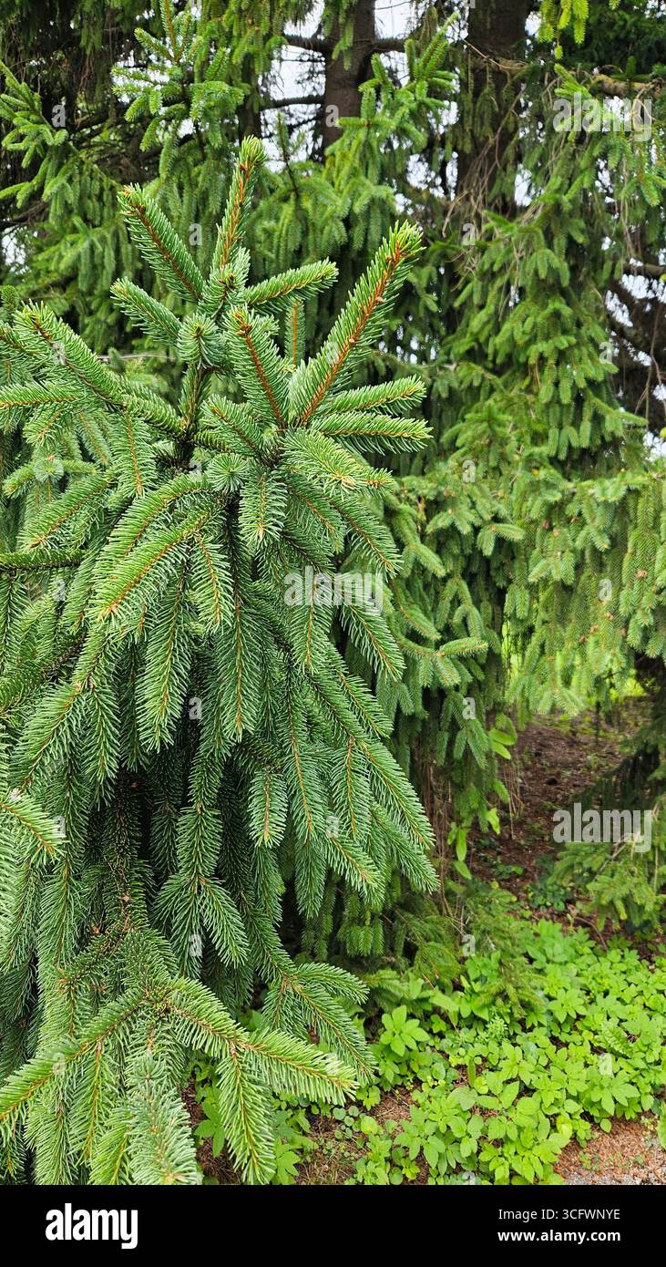 Spruce tree branches with green needles in forest - Smartphone Captured Stock Image