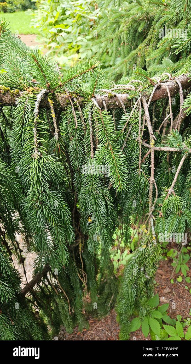 Spruce tree branches with green needles in forest - Smartphone Captured Stock Image