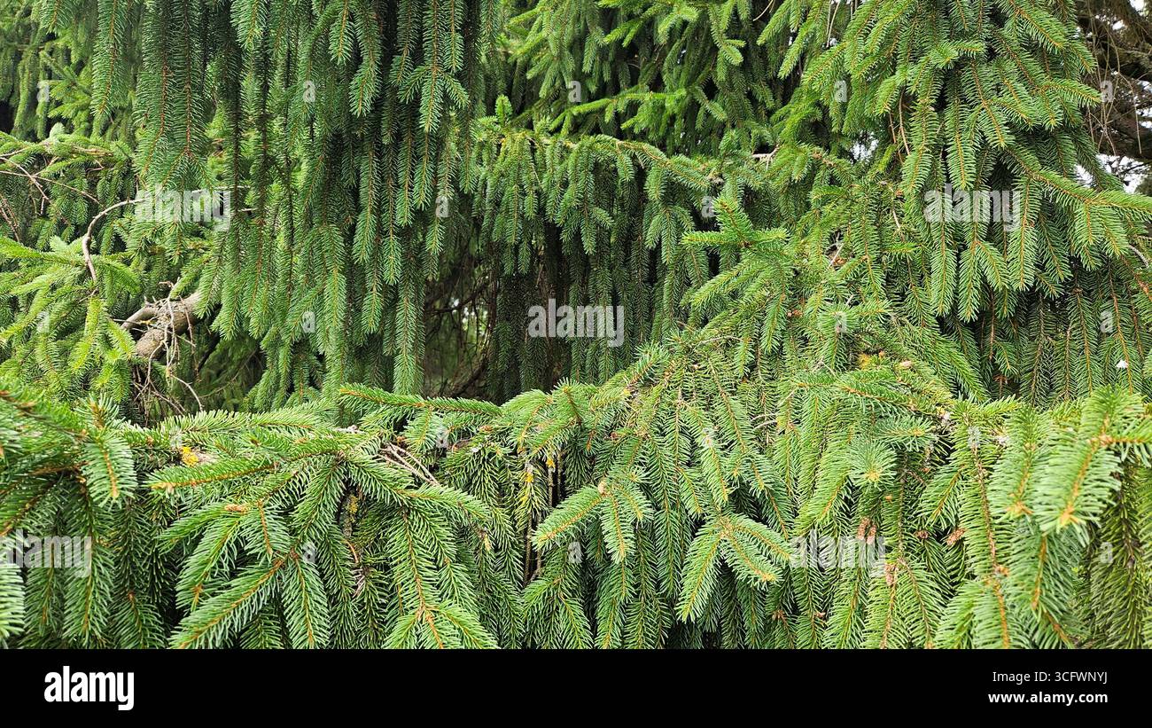 Christmas spruce tree branches close-up, natural green fir background - Smartphone Captured Stock Image