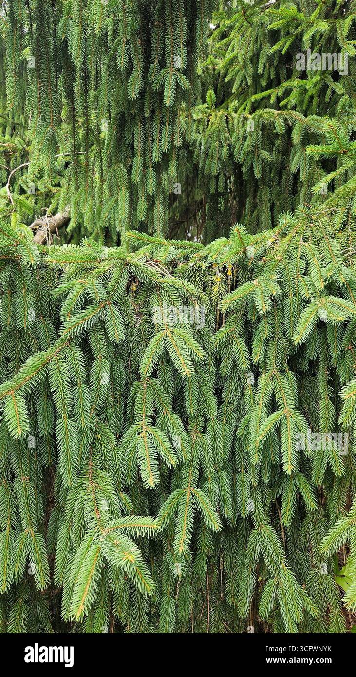 Spruce tree branches with green needles in forest - Smartphone Captured Stock Image
