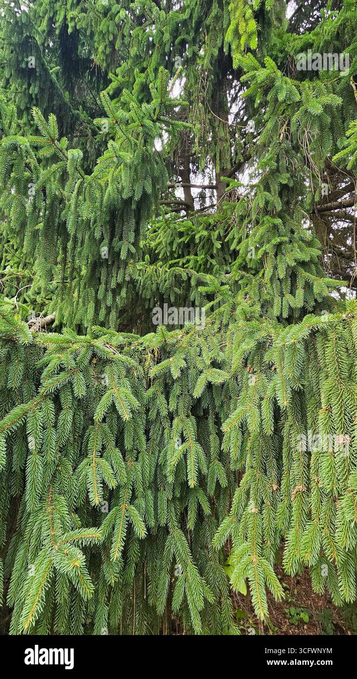 Christmas spruce tree branches close-up, natural green fir background - Smartphone Captured Stock Image