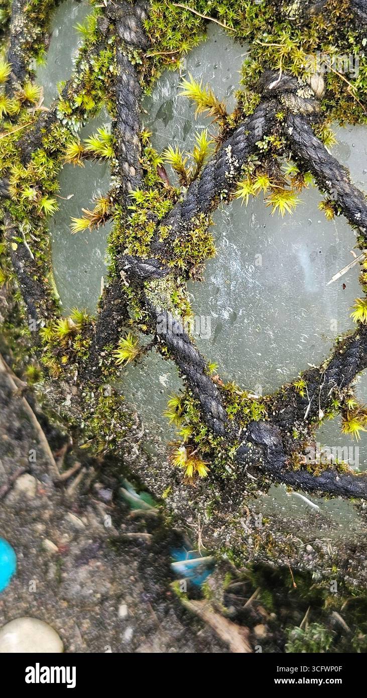 Close-Up of Moss Growing on Surface - Smartphone Captured Stock Image