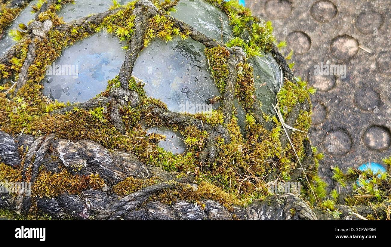 Moss-Covered Glass Fishing Float with Netting - Smartphone Captured Stock Image