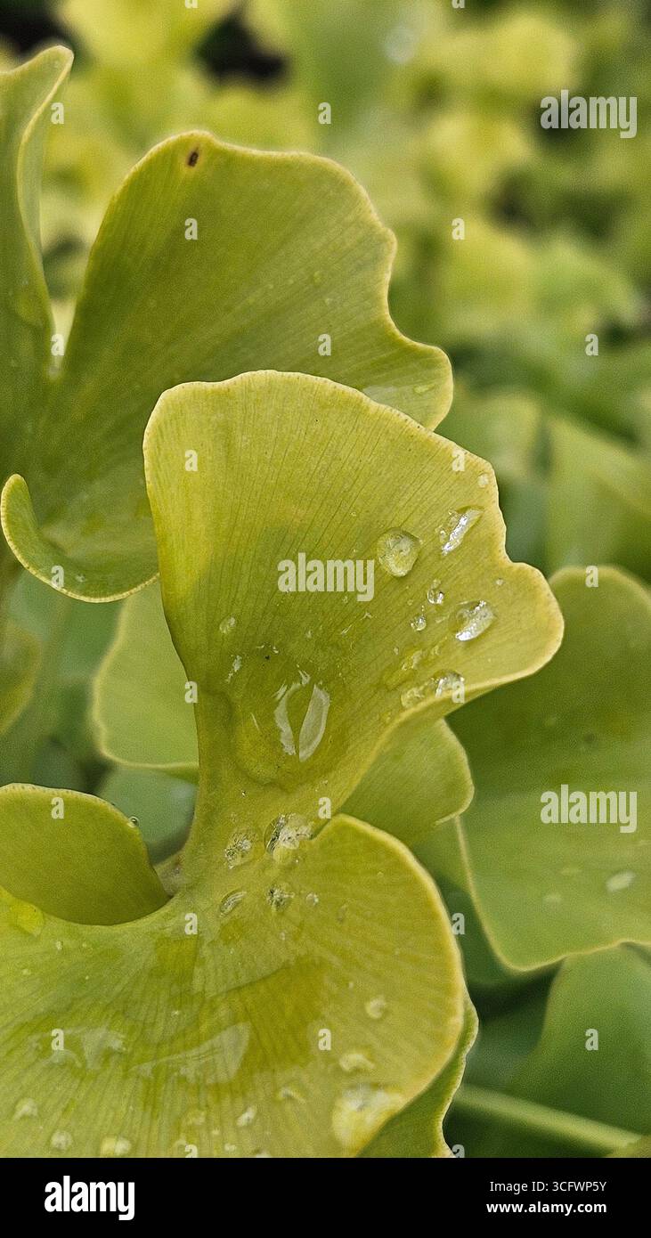 Ginkgo Biloba Leaf with Water Droplets for Wellness and Spa - Smartphone Captured Stock Image