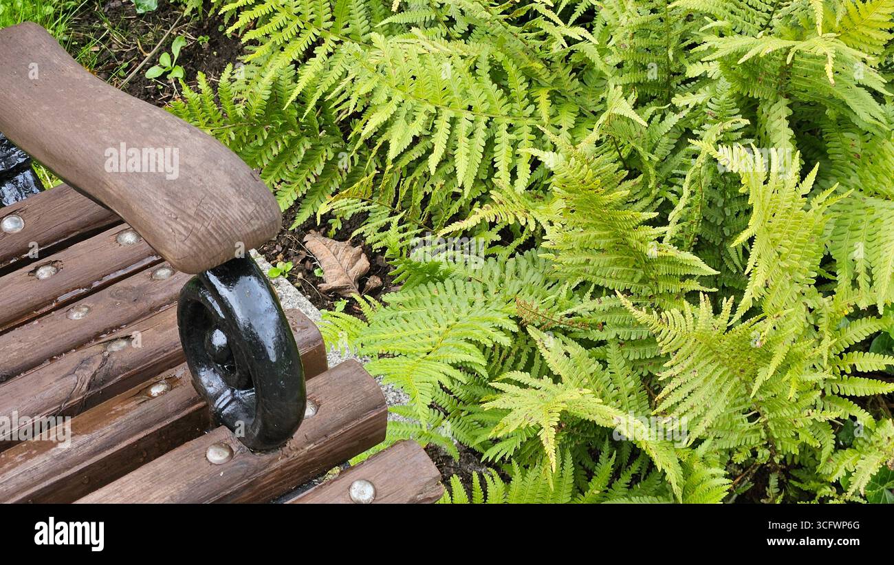 Wooden Bench with Ferns in Garden - Smartphone Captured Stock Image