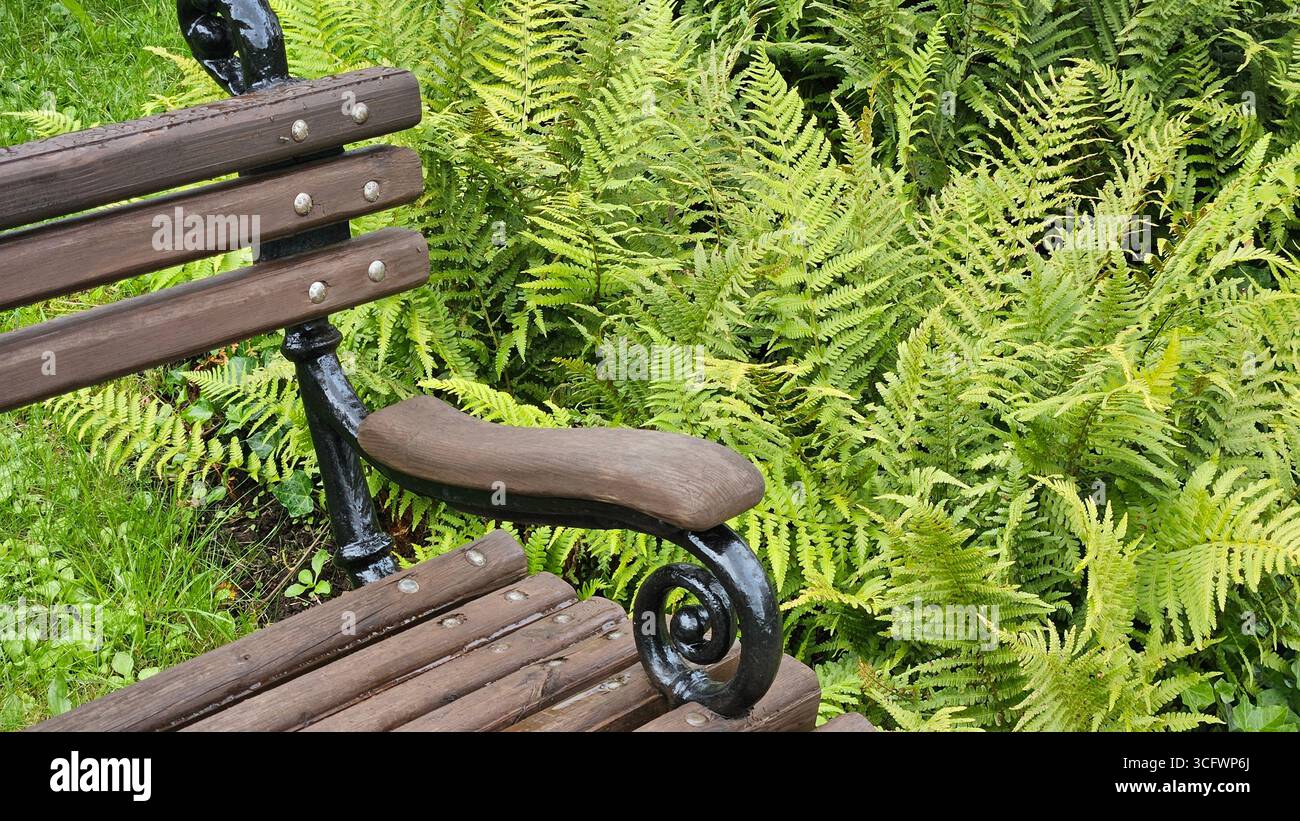 Fern Leaf Texture and Wooden Bench Detail - Smartphone Captured Stock Image