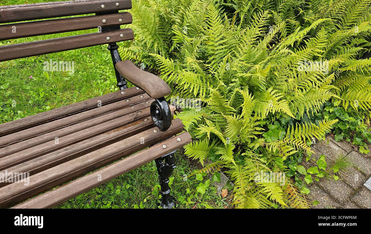 Fern Leaf Texture and Wooden Bench Detail - Smartphone Captured Stock Image