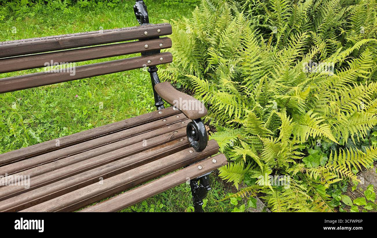 Wooden Bench with Ferns in Garden - Smartphone Captured Stock Image