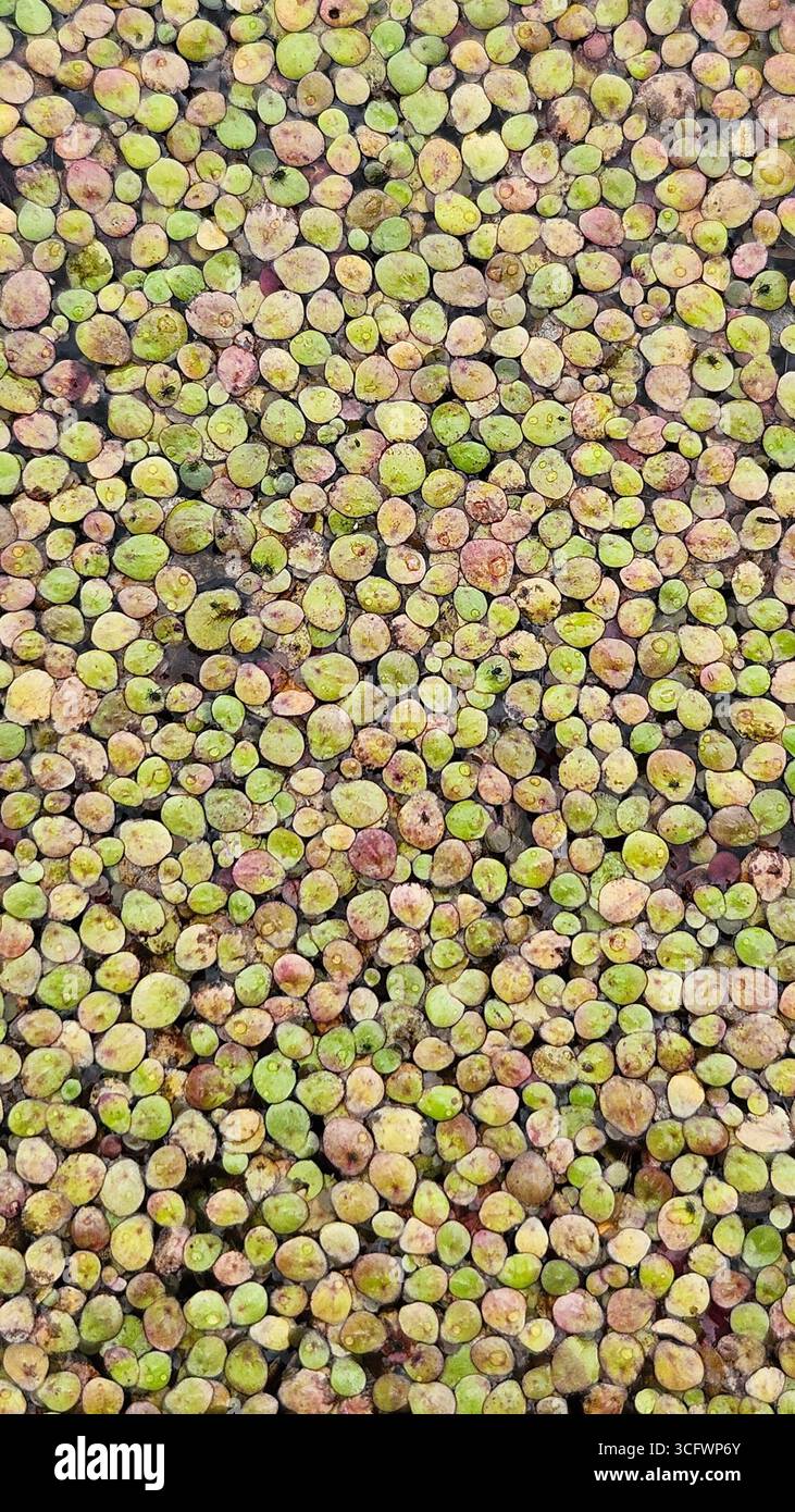 Abstract Green Water Plant Texture Background - Smartphone Captured Stock Image