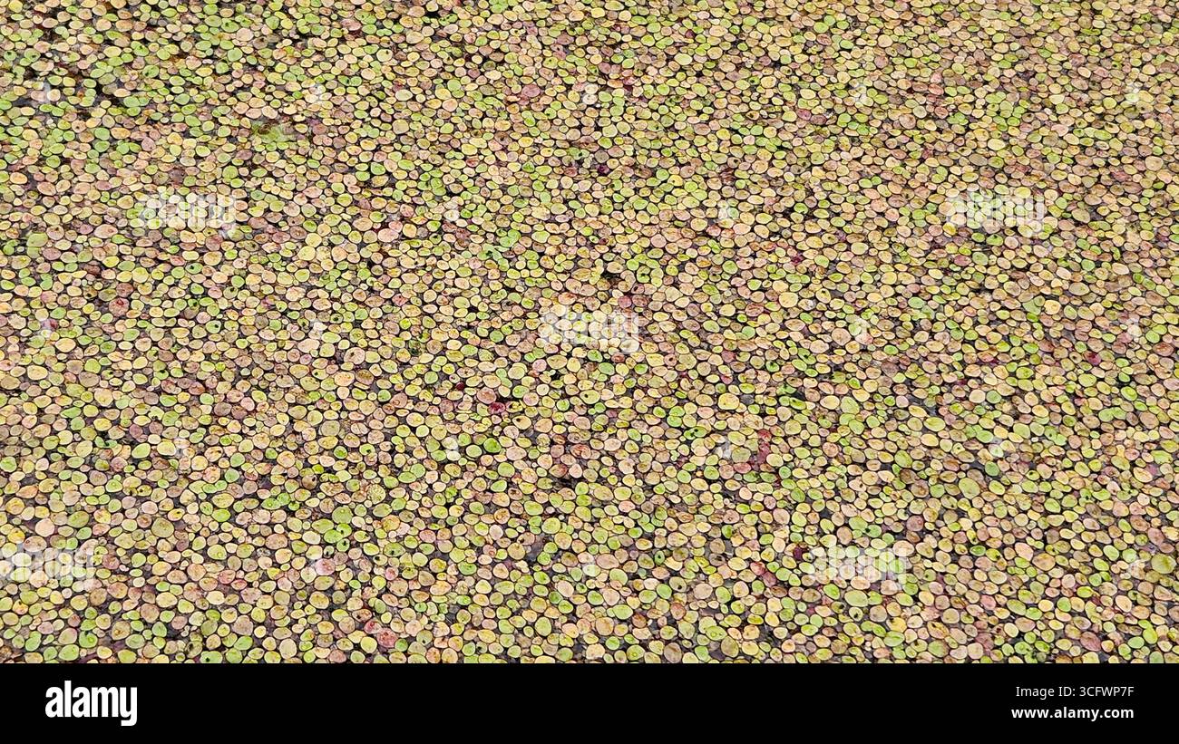 Abstract Green Water Plant Texture Background - Smartphone Captured Stock Image