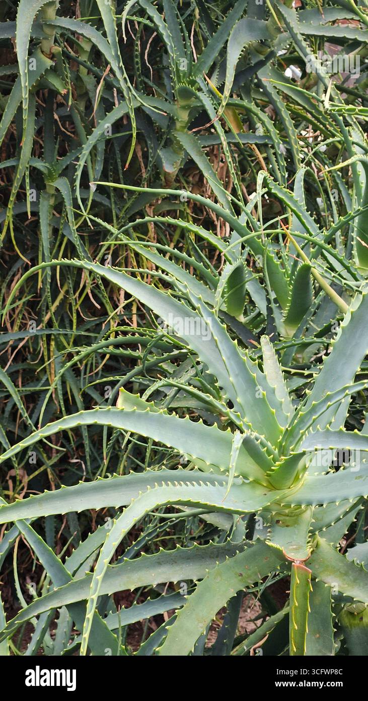 Aloe Vera Leaves Close-Up as Natural Green Background - Smartphone Captured Stock Image