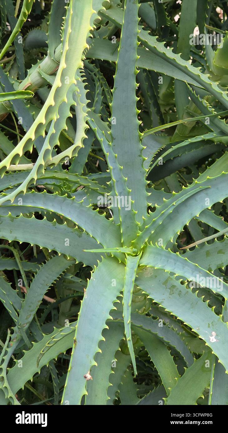 Aloe Vera Leaves Close-Up as Natural Green Background - Smartphone Captured Stock Image