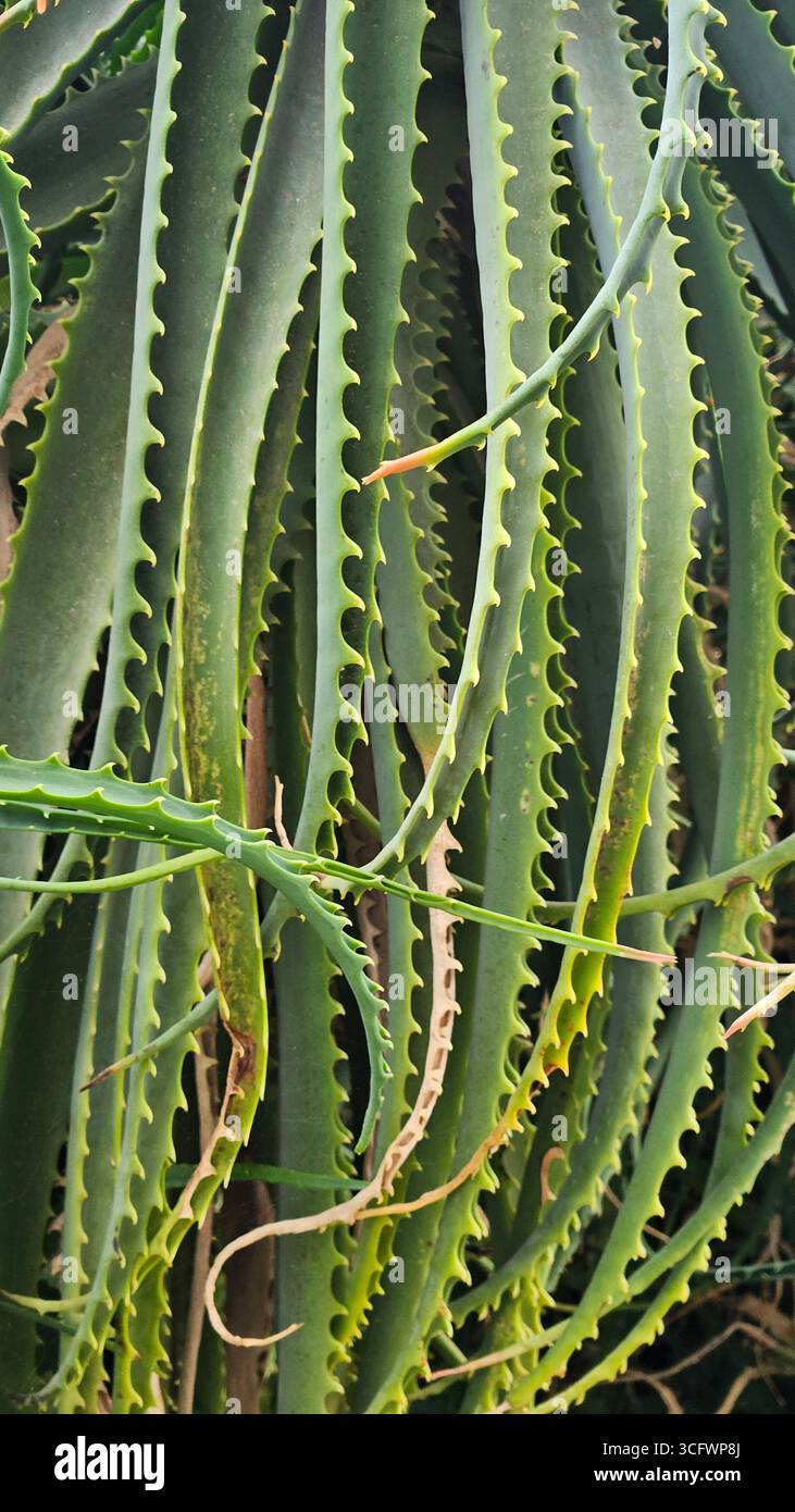 Aloe Arborescens Spiky Succulent Leaves - Smartphone Captured Stock Image