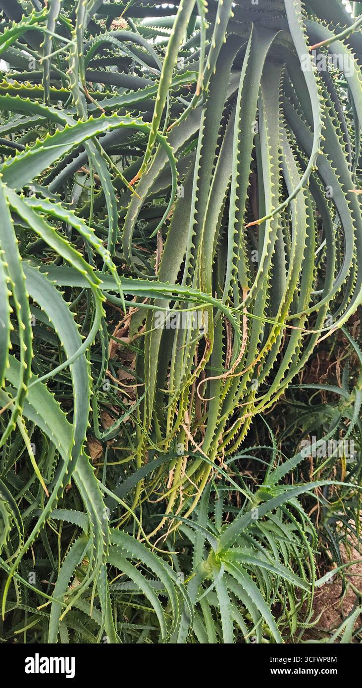 Aloe Arborescens Spiky Succulent Leaves - Smartphone Captured Stock Image