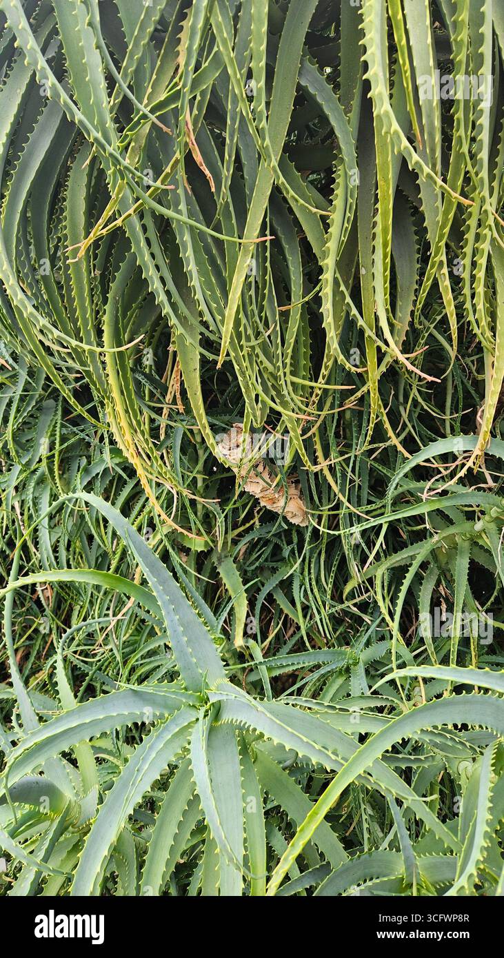 Aloe Vera Leaves for Natural Skincare and Herbal Medicine - Smartphone Captured Stock Image