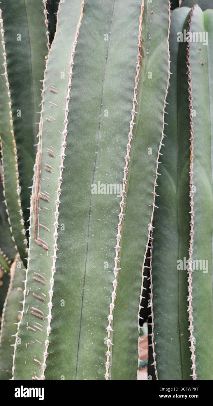 Close-up Texture of Mexican Giant Cardon Cactus (Pachycereus pringlei) - Smartphone Captured Stock Image