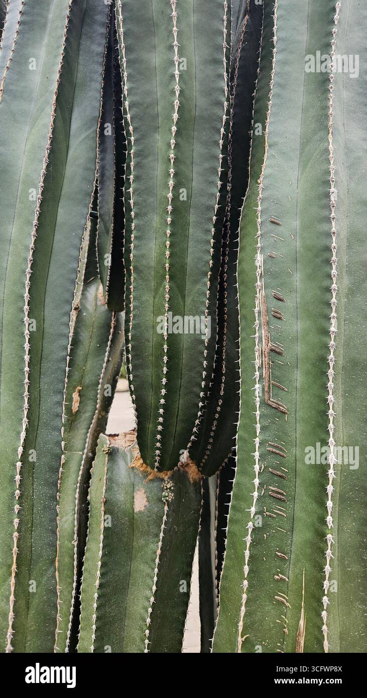 Close-up Texture of Mexican Giant Cardon Cactus (Pachycereus pringlei) - Smartphone Captured Stock Image