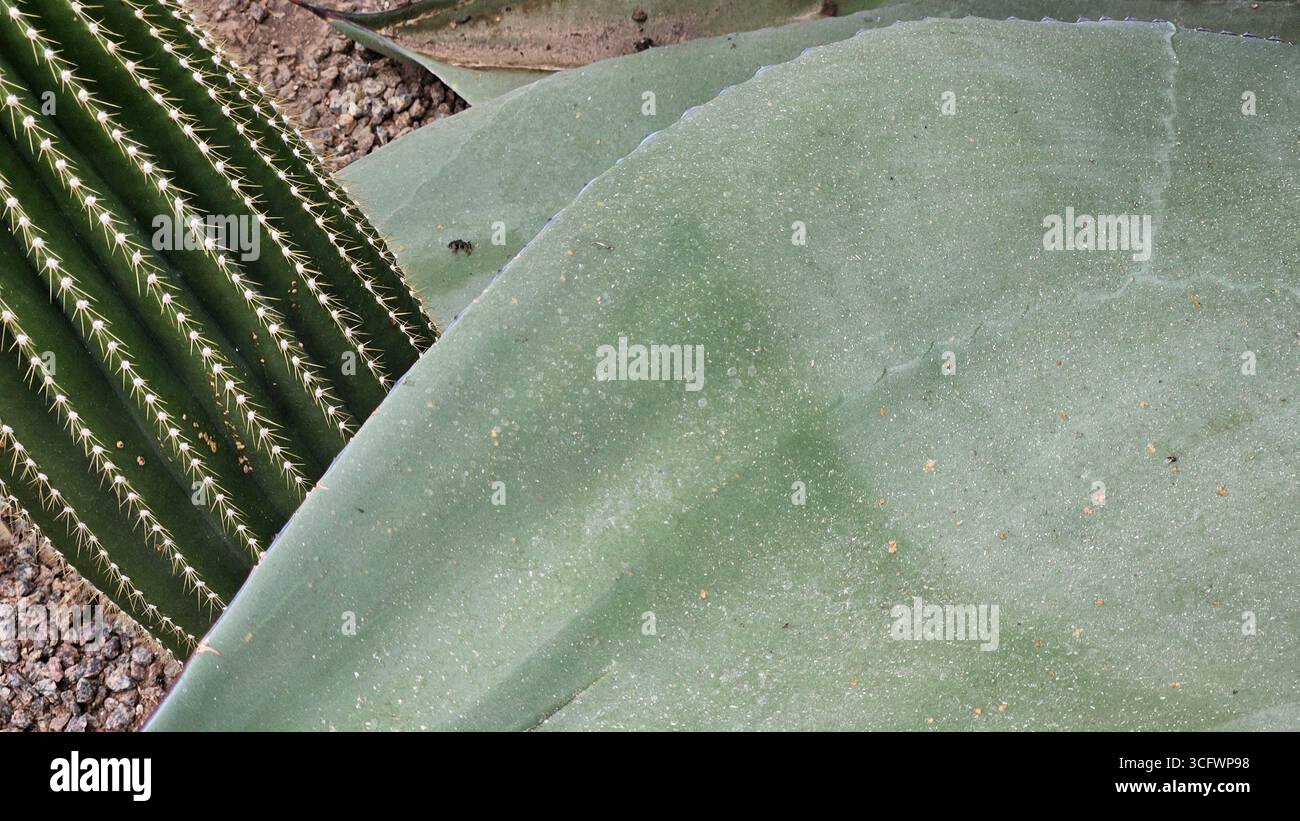 Agave Leaf and Barrel Cactus Spines – Desert Succulent Plants - Smartphone Captured Stock Image