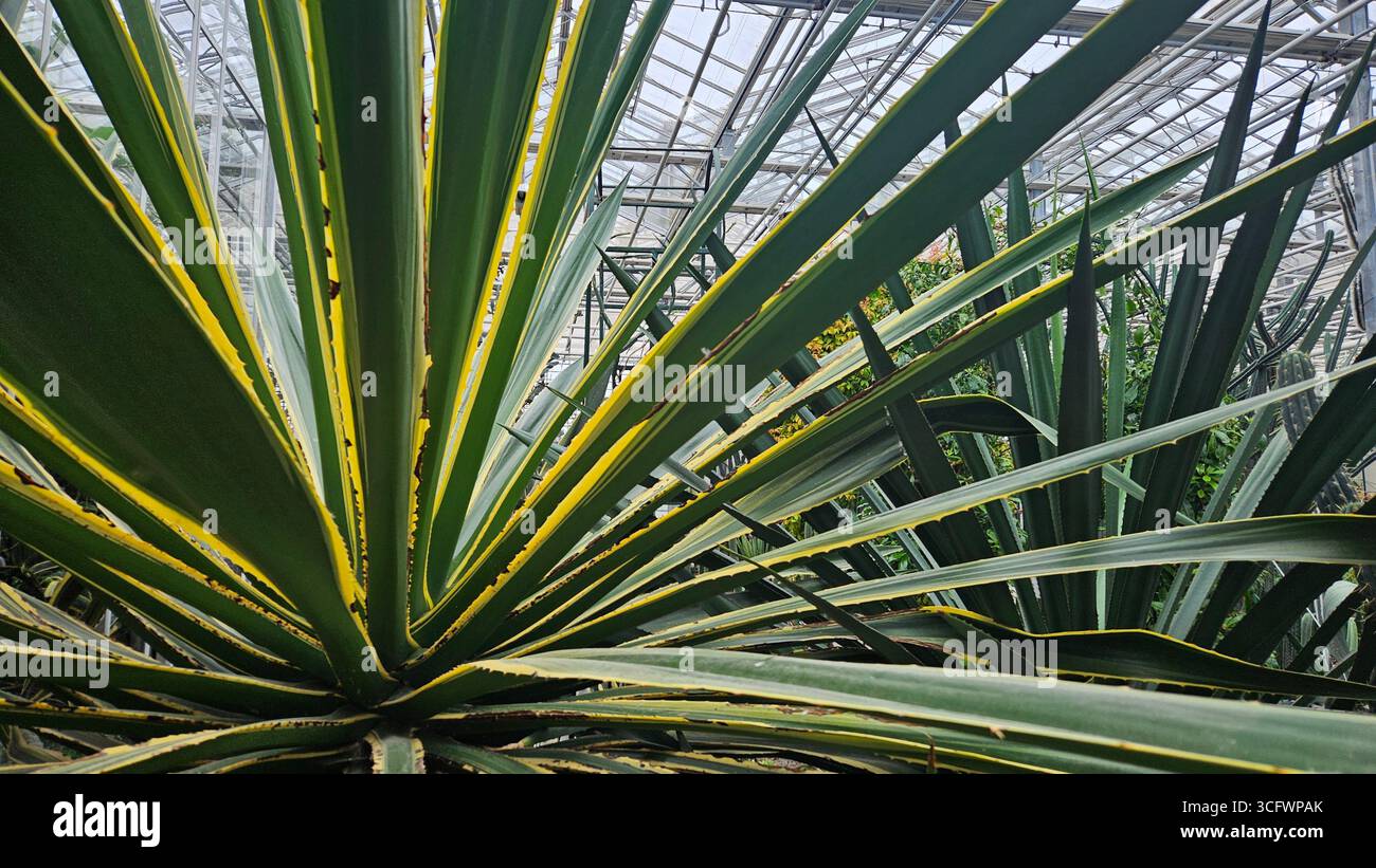 Abstract Pattern of Variegated Agave Americana Leaves - Smartphone Captured Stock Image