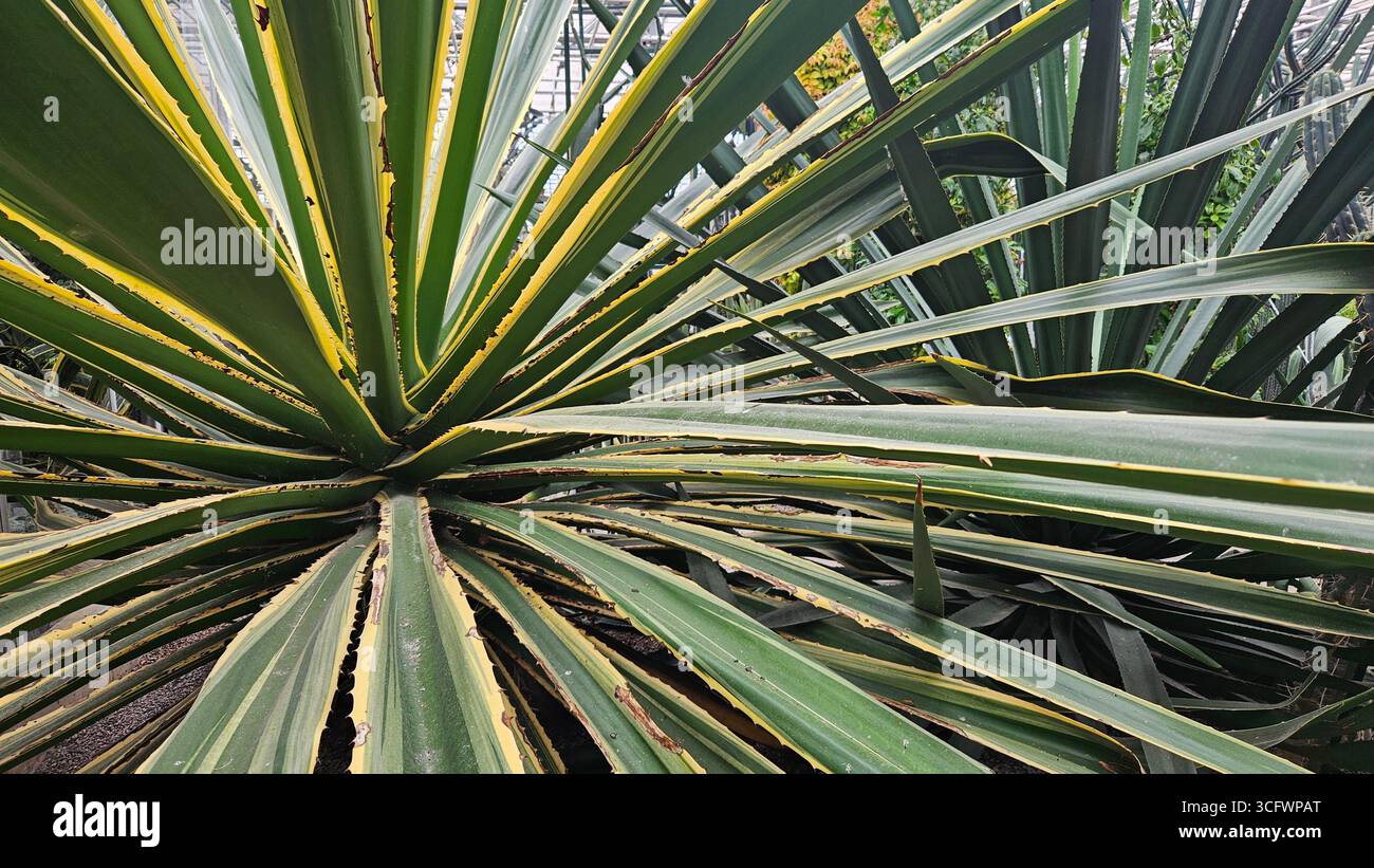 Variegated Agave Americana Century Plant Close-Up - Smartphone Captured Stock Image