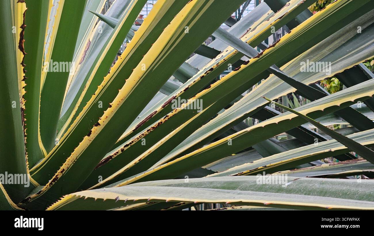 Variegated Agave Americana Century Plant Close-Up - Smartphone Captured Stock Image