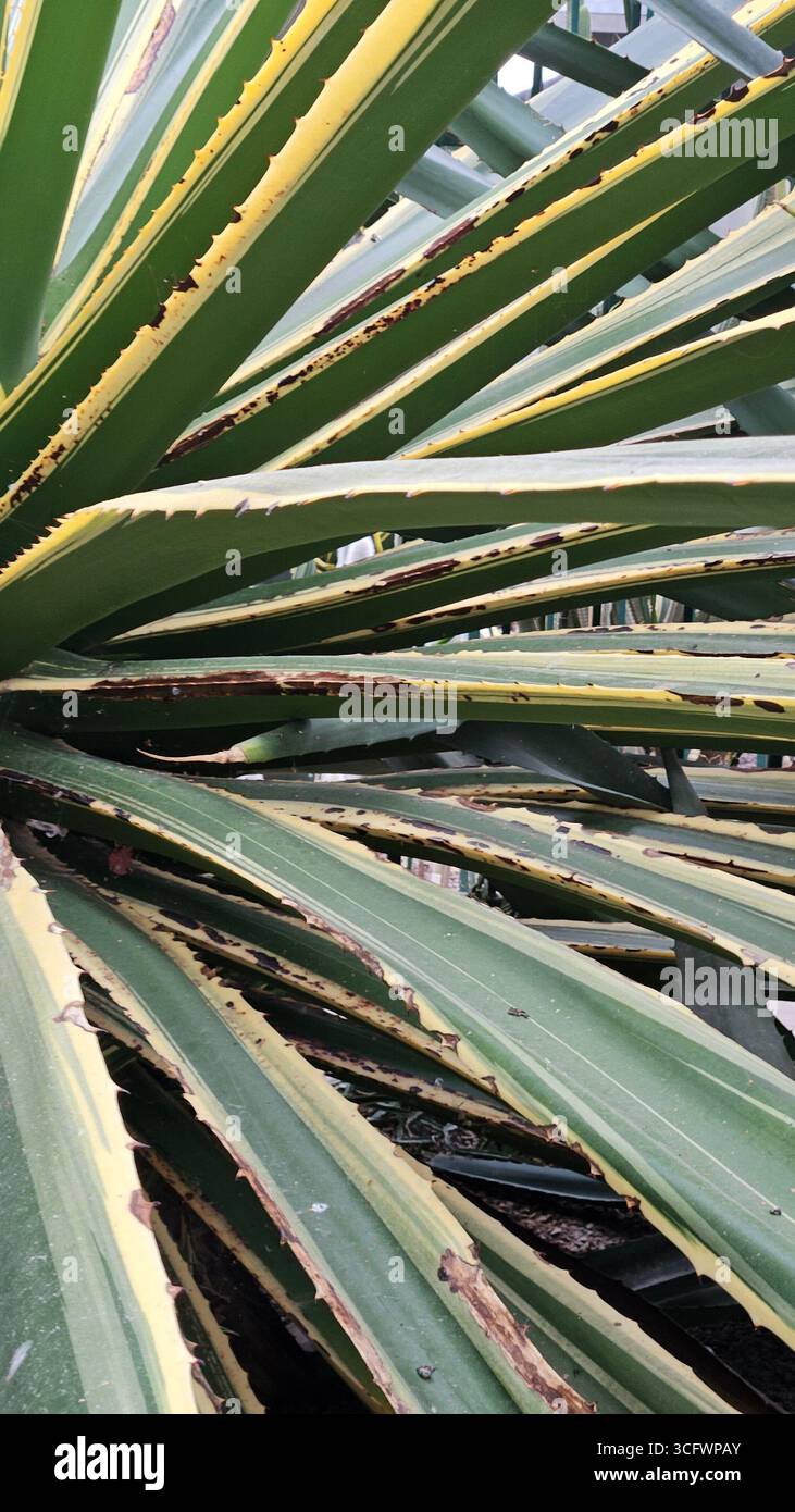 Abstract Pattern of Variegated Agave Americana Leaves - Smartphone Captured Stock Image