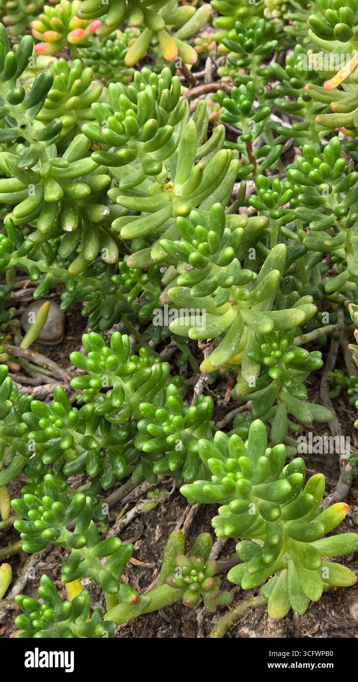 Sedum pachyphyllum Jelly Bean Succulent Close-Up - Smartphone Captured Stock Image