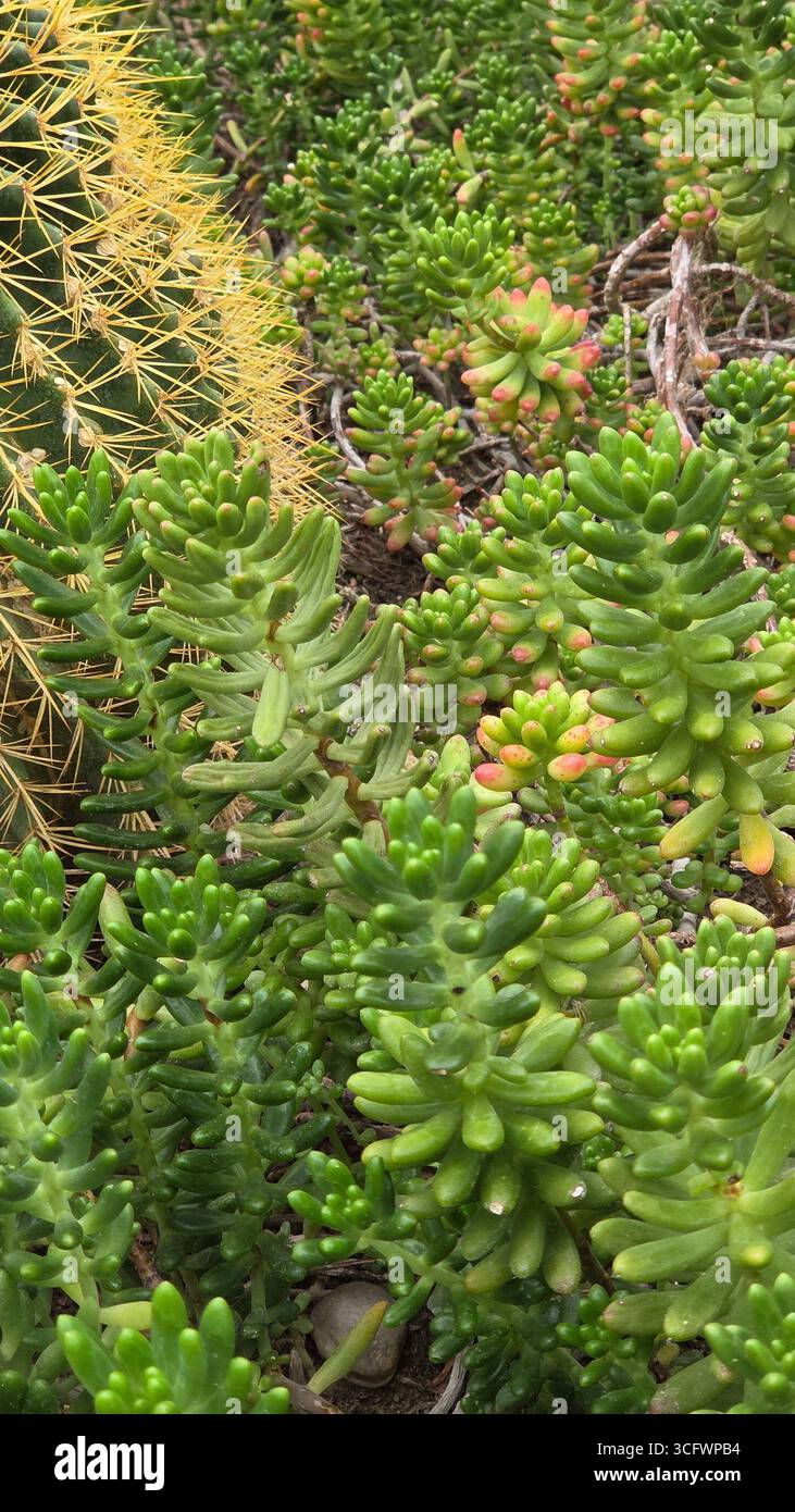 Sedum pachyphyllum Jelly Bean Plant with Golden Barrel Cactus Spines - Smartphone Captured Stock Image