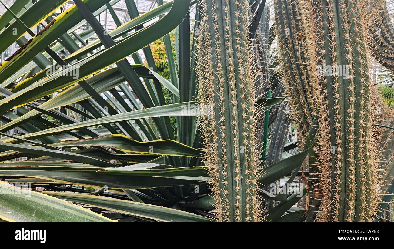 Close-up of Pachycereus pringlei Columnar Cactus with Sharp Spines Stock Photo