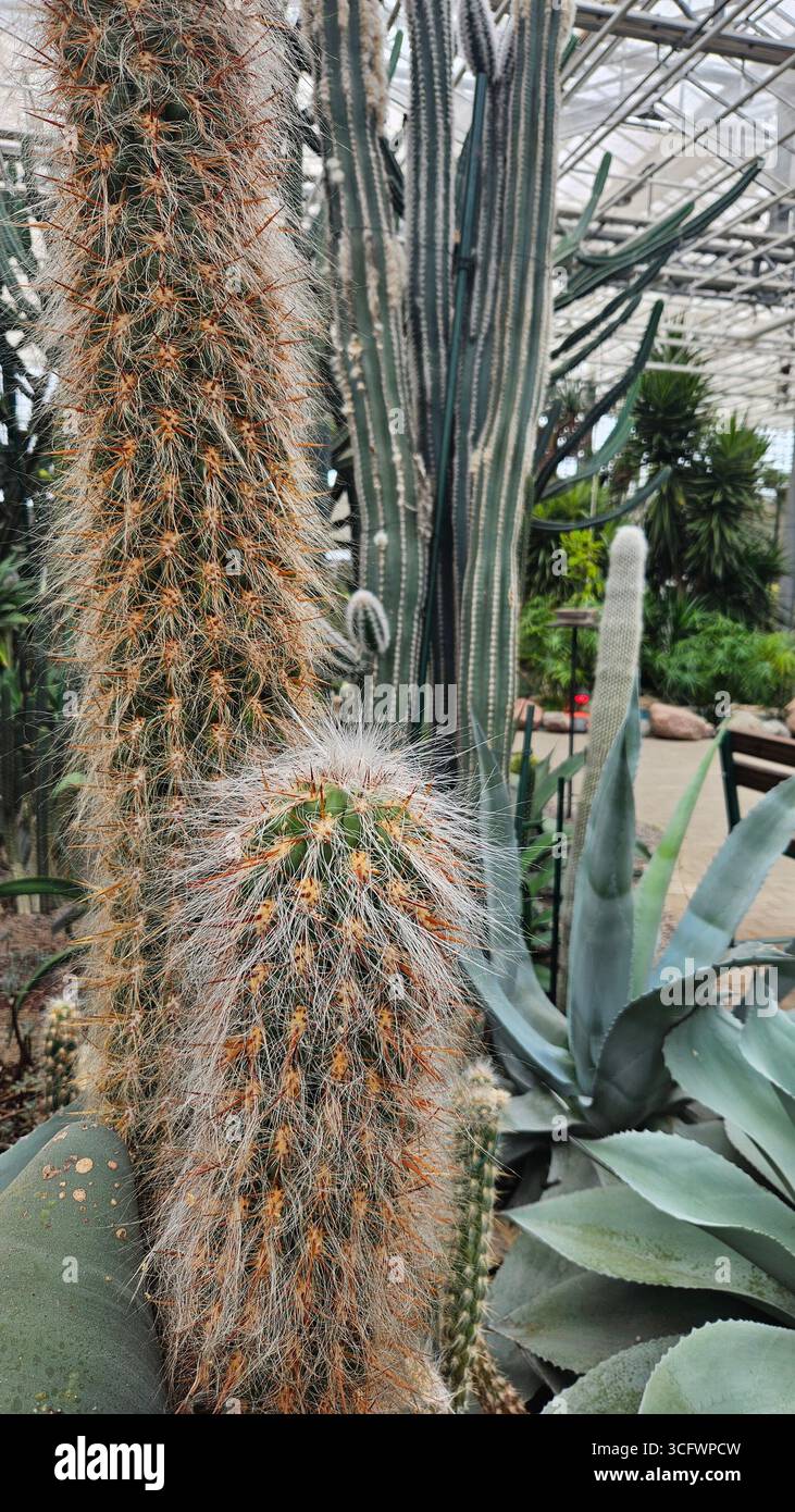 Closeup of hairy Golden Old Man cactus (Cephalocereus senilis) with other tall cacti and agave plants inside a greenhouse. - Smartphone Captured Stock Image