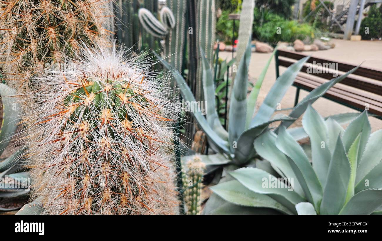 Closeup of hairy Golden Old Man cactus (Cephalocereus senilis) with other tall cacti and agave plants inside a greenhouse. - Smartphone Captured Stock Image