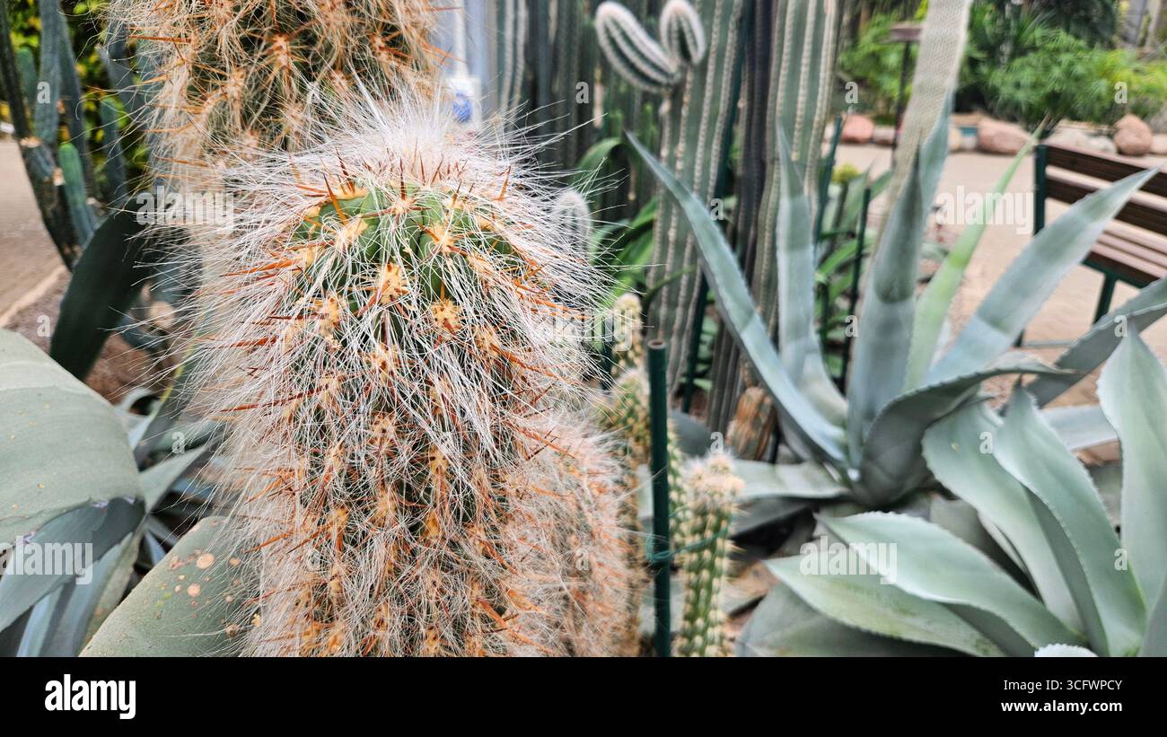 Closeup of hairy Golden Old Man cactus (Cephalocereus senilis) with other tall cacti and agave plants inside a greenhouse. - Smartphone Captured Stock Image