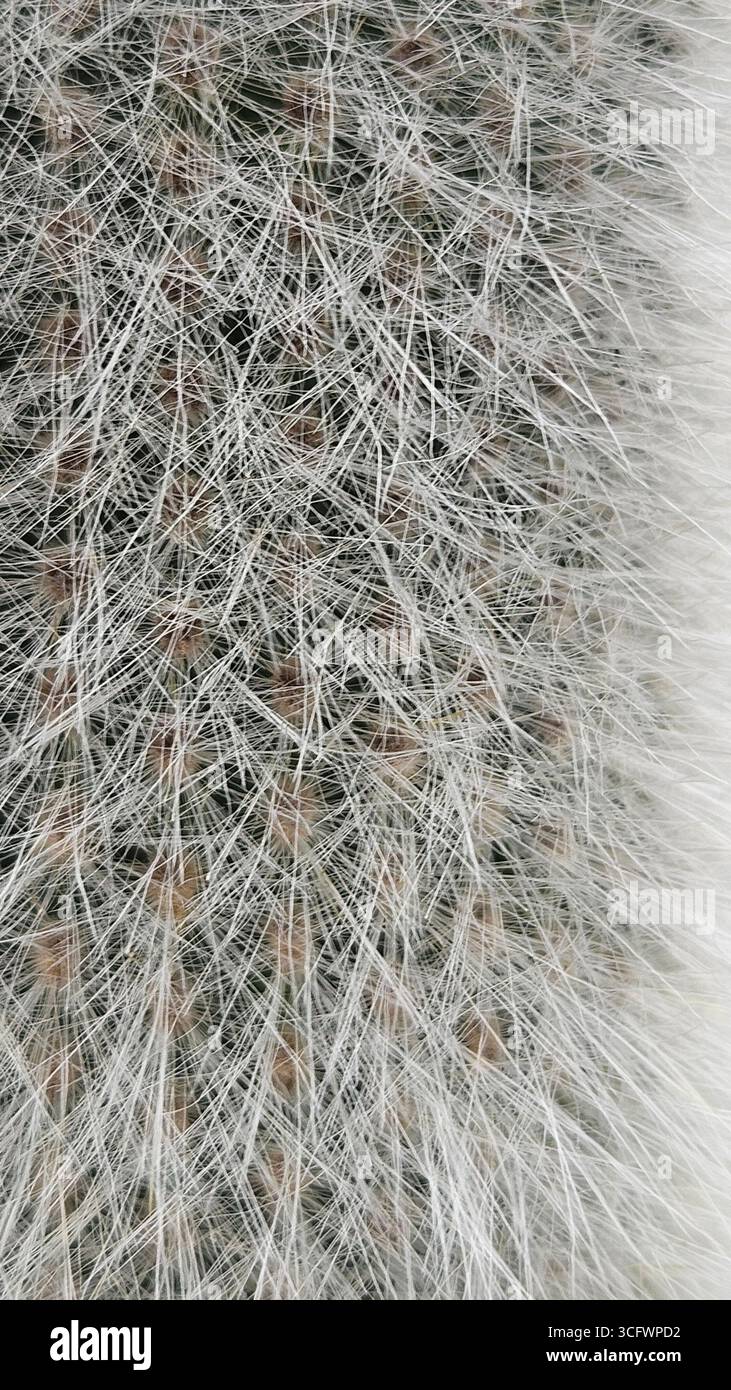 Detailed macro close-up of Mammillaria cactus covered with white hair-like spines and fine thorns. - Smartphone Captured Stock Image