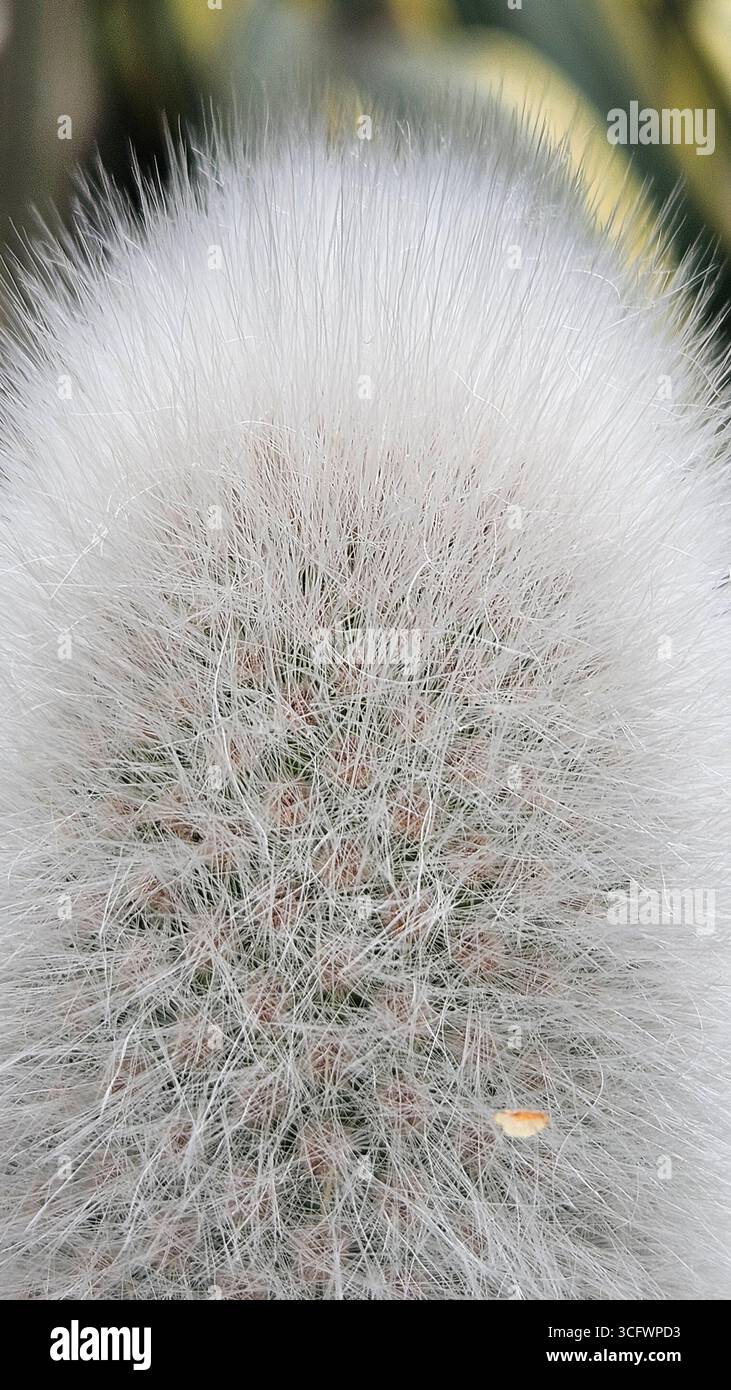 Detailed macro close-up of Mammillaria cactus covered with white hair-like spines and fine thorns. - Smartphone Captured Stock Image