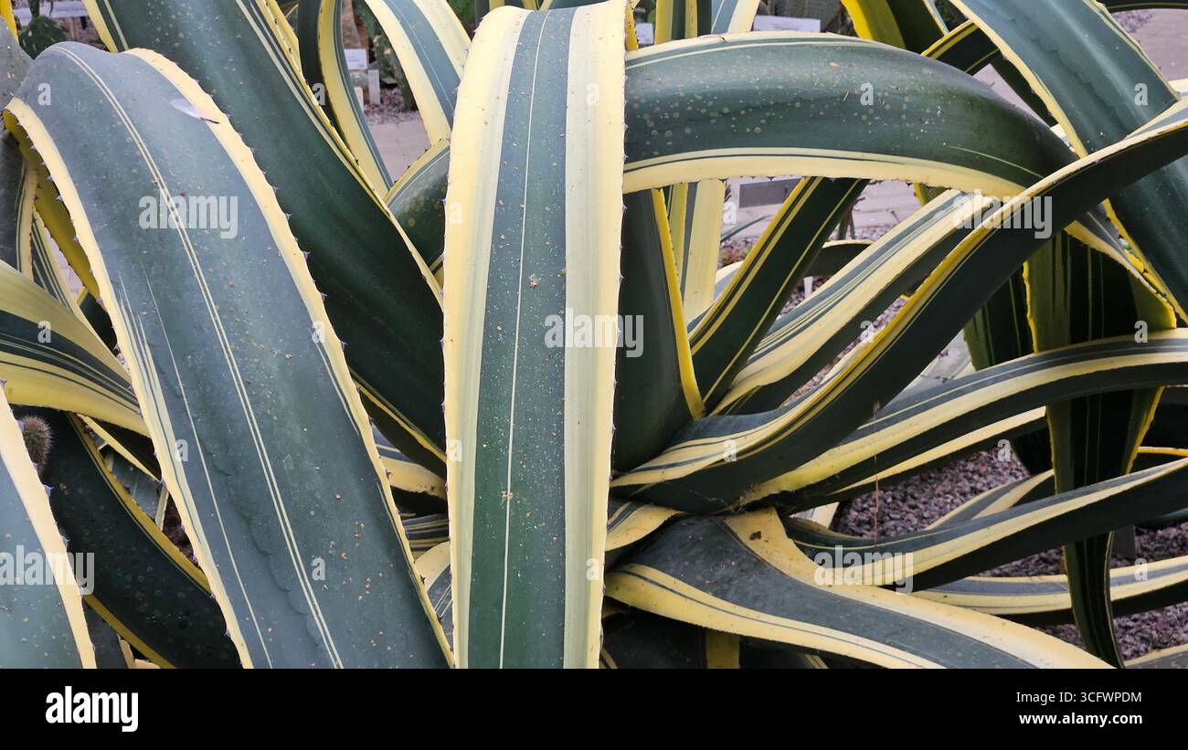Variegated Agave Americana Plant with Green and Yellow Leaves - Smartphone Captured Stock Image