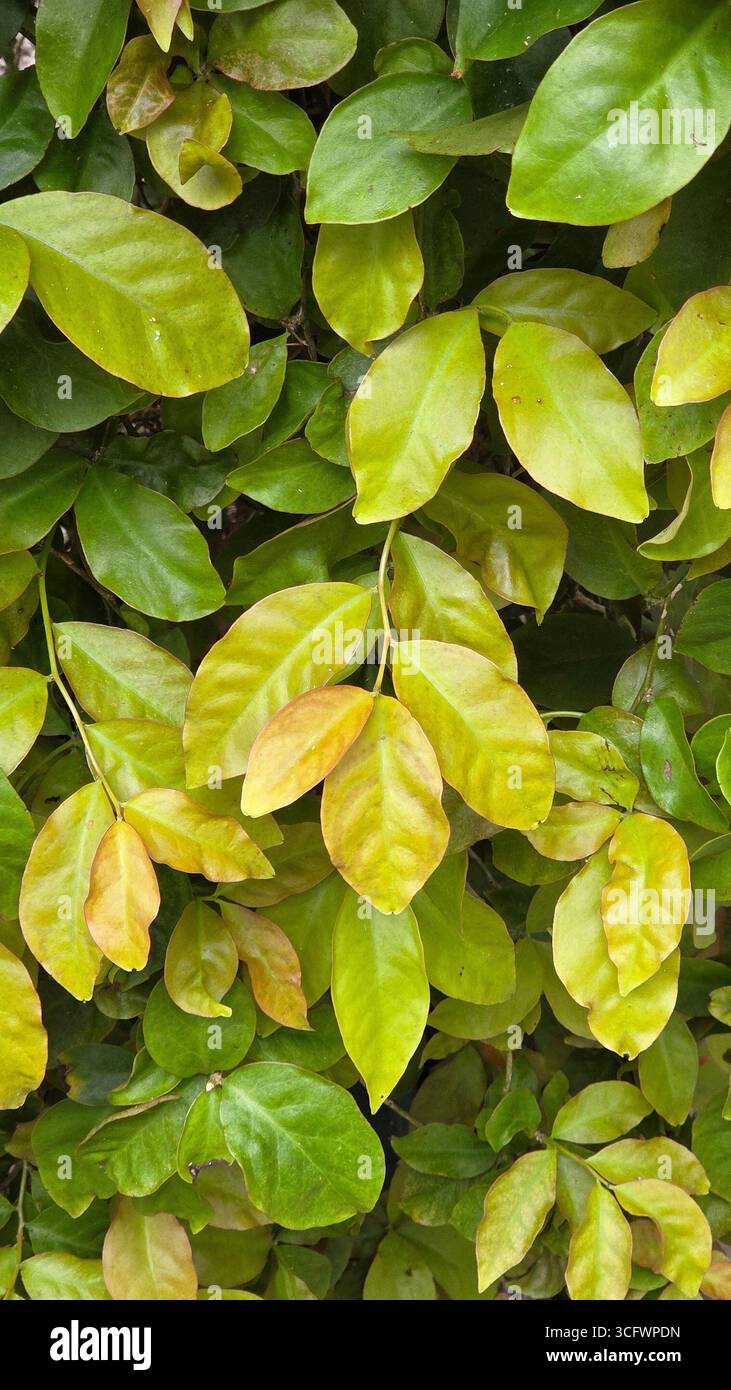 Golden Duranta Leaves Closeup Foliage Background - Smartphone Captured Stock Image