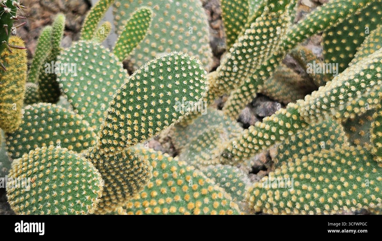 Close-up of Opuntia microdasys Bunny Ear Cactus with Spines - Smartphone Captured Stock Image