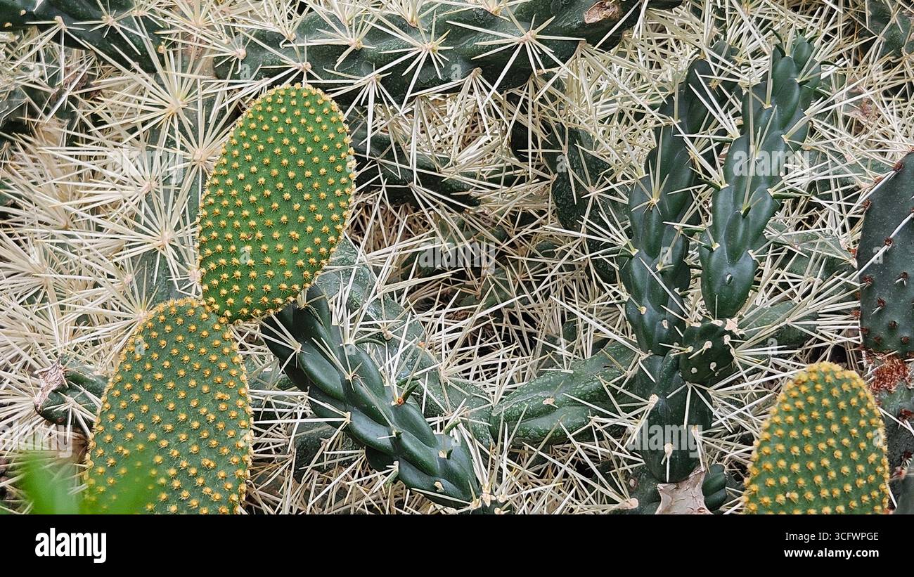 Opuntia microdasys (Bunny Ear Cactus) Close-Up with Sharp White Spines - Smartphone Captured Stock Image