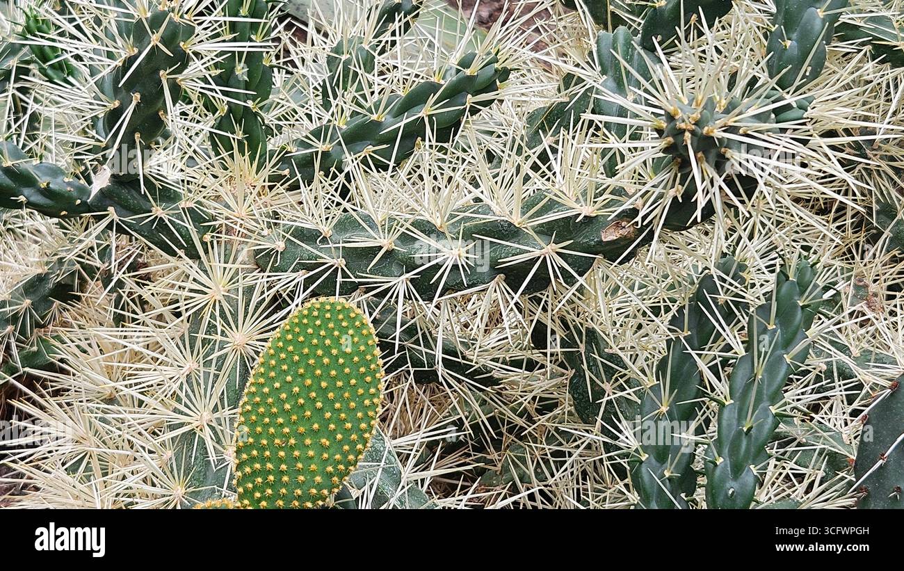 Opuntia microdasys (Bunny Ear Cactus) Close-Up with Sharp White Spines - Smartphone Captured Stock Image