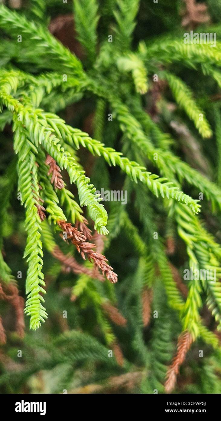Close-up of Norfolk Island Pine Araucaria heterophylla Green Foliage - Smartphone Captured Stock Image