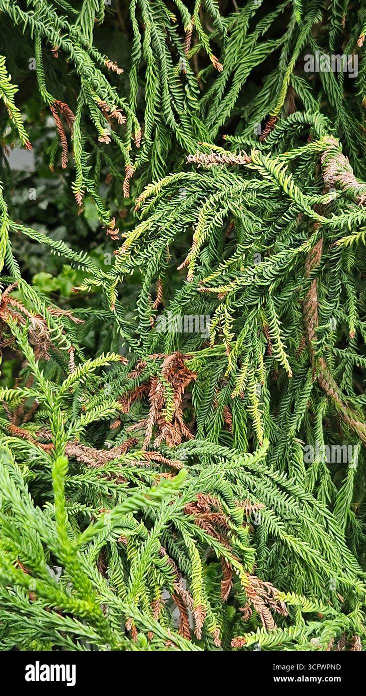 Norfolk Island Pine Araucaria heterophylla as Natural Christmas Tree - Smartphone Captured Stock Image