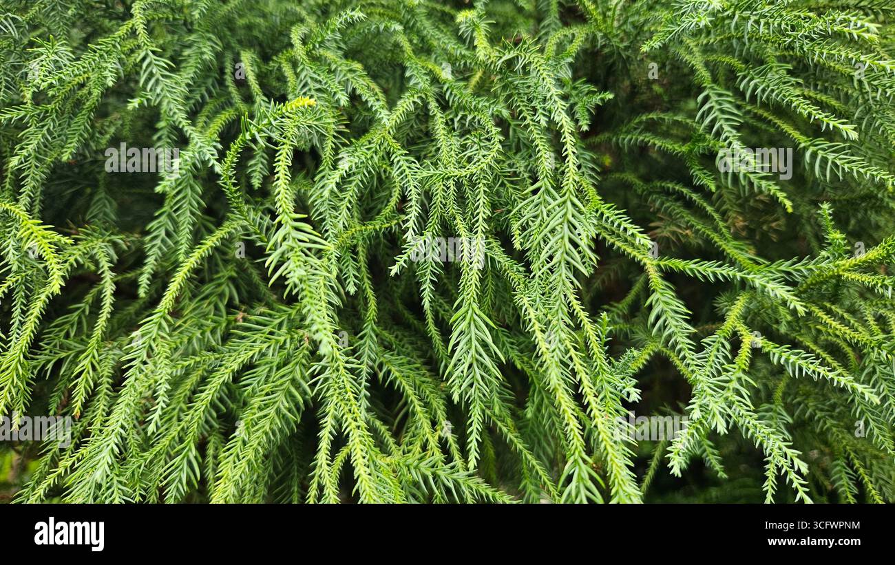 Norfolk Island Pine Araucaria heterophylla as Natural Christmas Tree - Smartphone Captured Stock Image