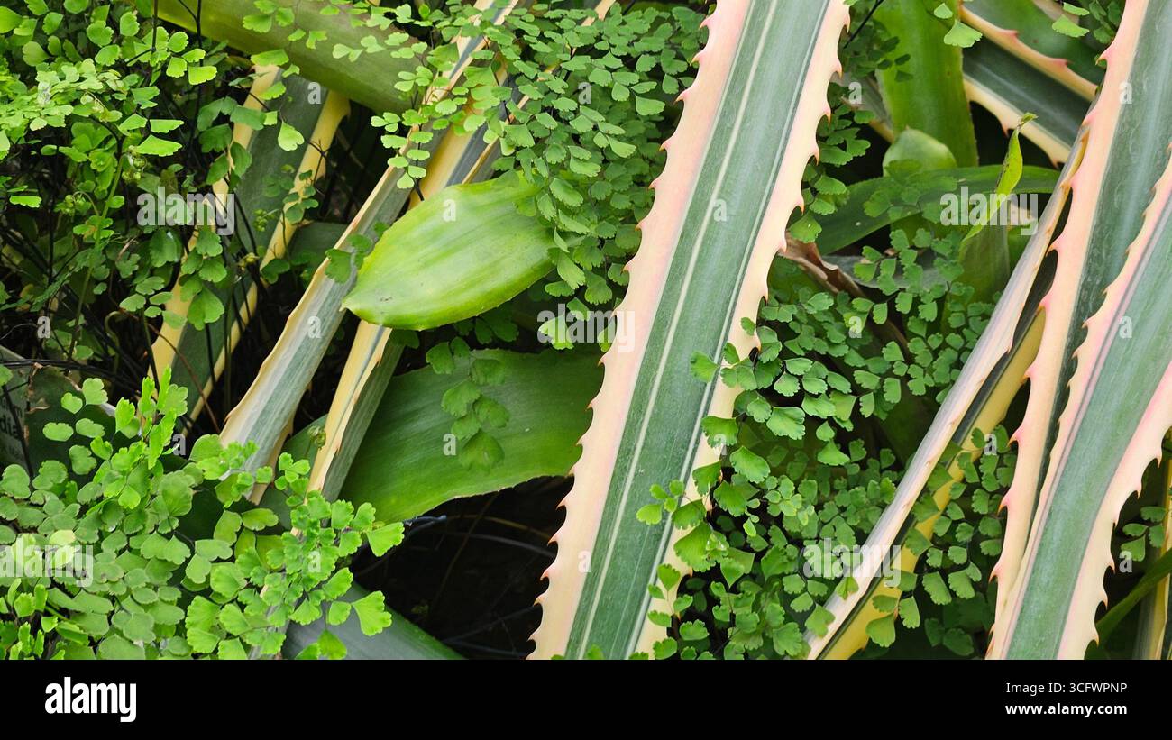 Maidenhair Fern and Agave Americana Variegated Leaves - Smartphone Captured Stock Image