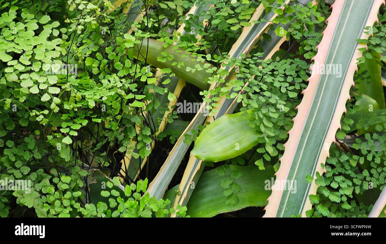 Adiantum Maidenhair Fern Green Foliage - Smartphone Captured Stock Image