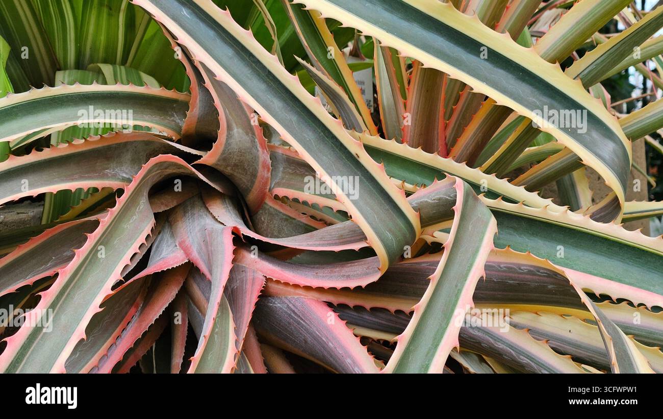 Abstract Pattern of Spiky Tropical Plant Leaves - Smartphone Captured Stock Image